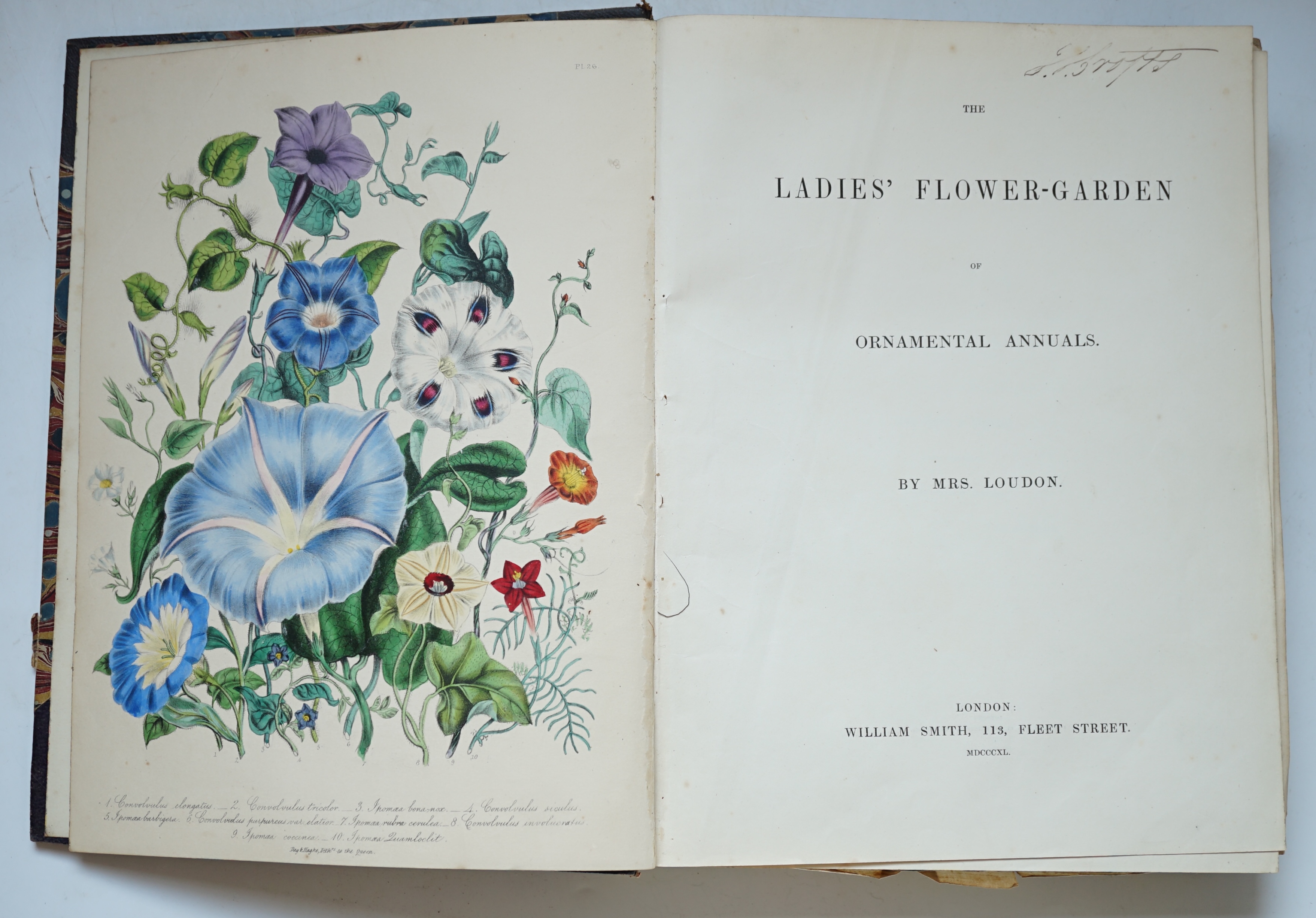 Loudon, Jane Webb - The Ladies' Flower-Garden of Ornamental Annuals, 1st edition, 48 hand-coloured lithographed plates, tissue-guarded, 4to, contemporary half morocco, lacking half-title, ownership inscription to title,